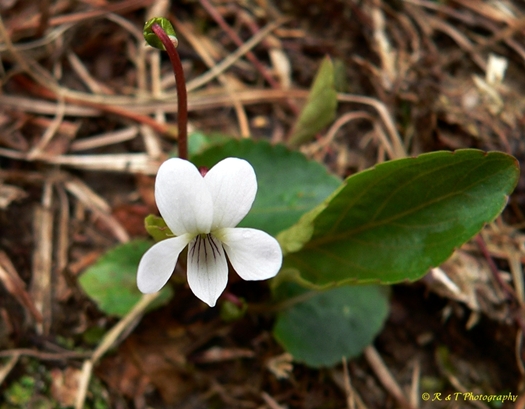 {Viola primulifolia}